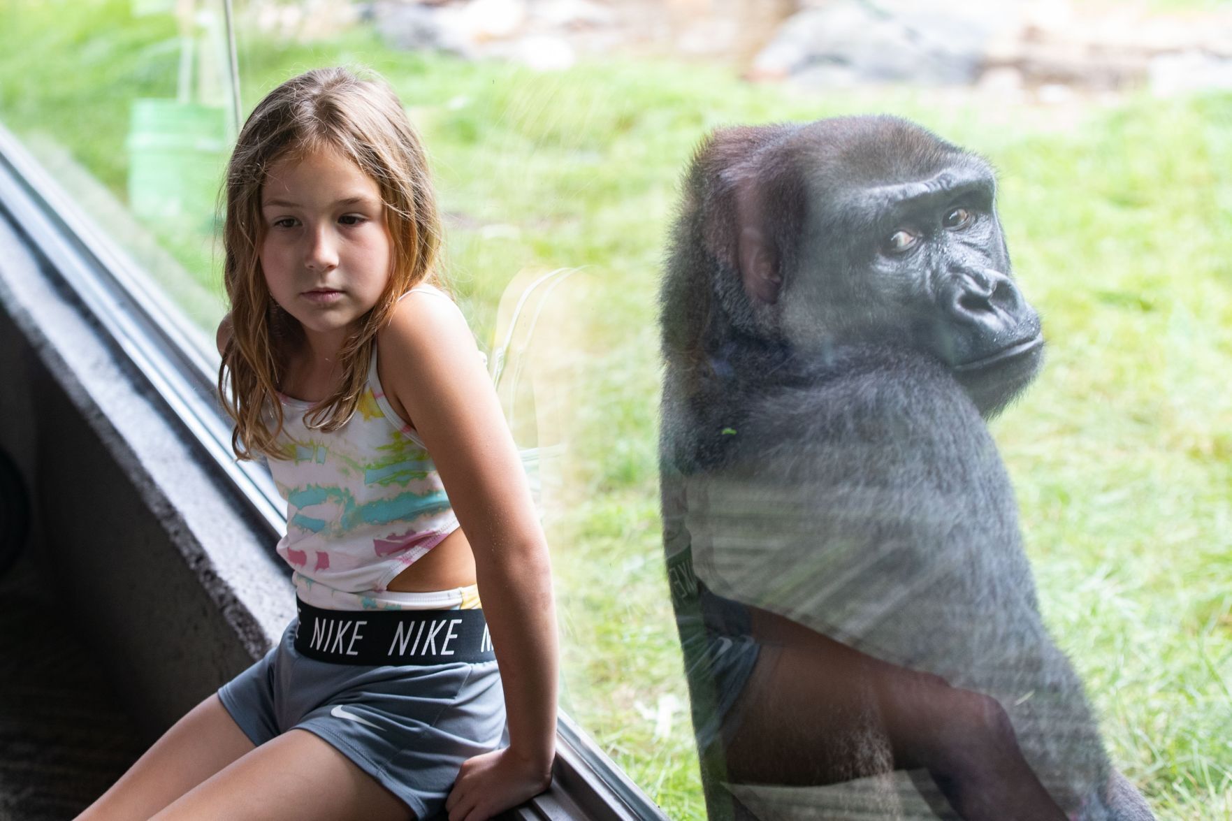082122-owh-new-zoogorillas-LS01